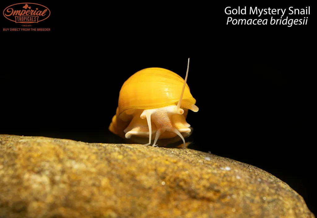 Mystery snail (Pomacea diffusa)