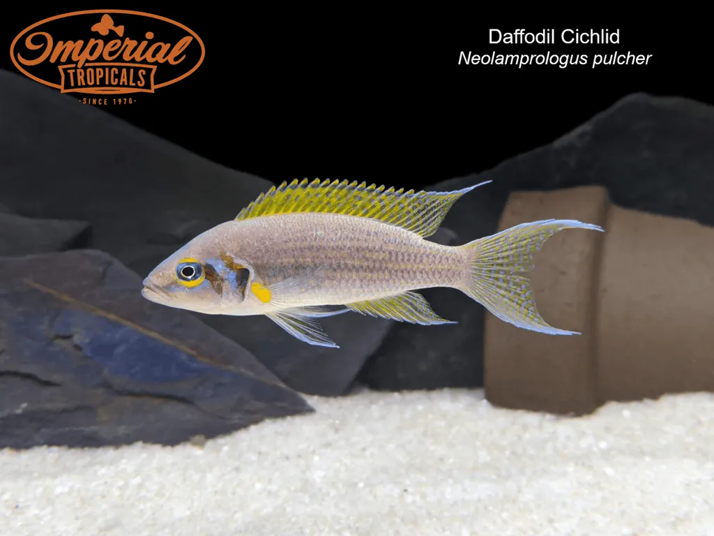 Daffodil cichlid (Neolamprologus pulcher)