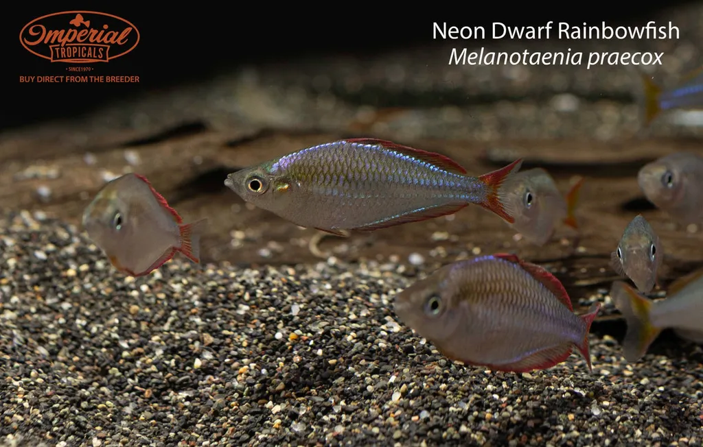 Neon rainbowfish (Melanotaenia praecox)