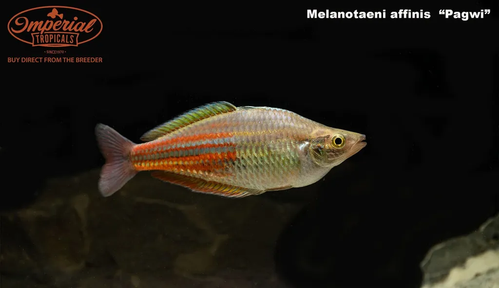 New Guinea rainbowfish (Melanotaenia affinis)