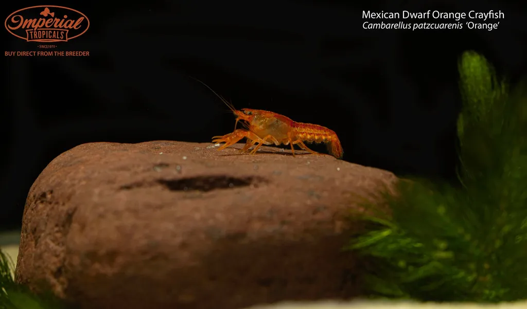 Orange dwarf crayfish (Cambarellus patzcuarensis)