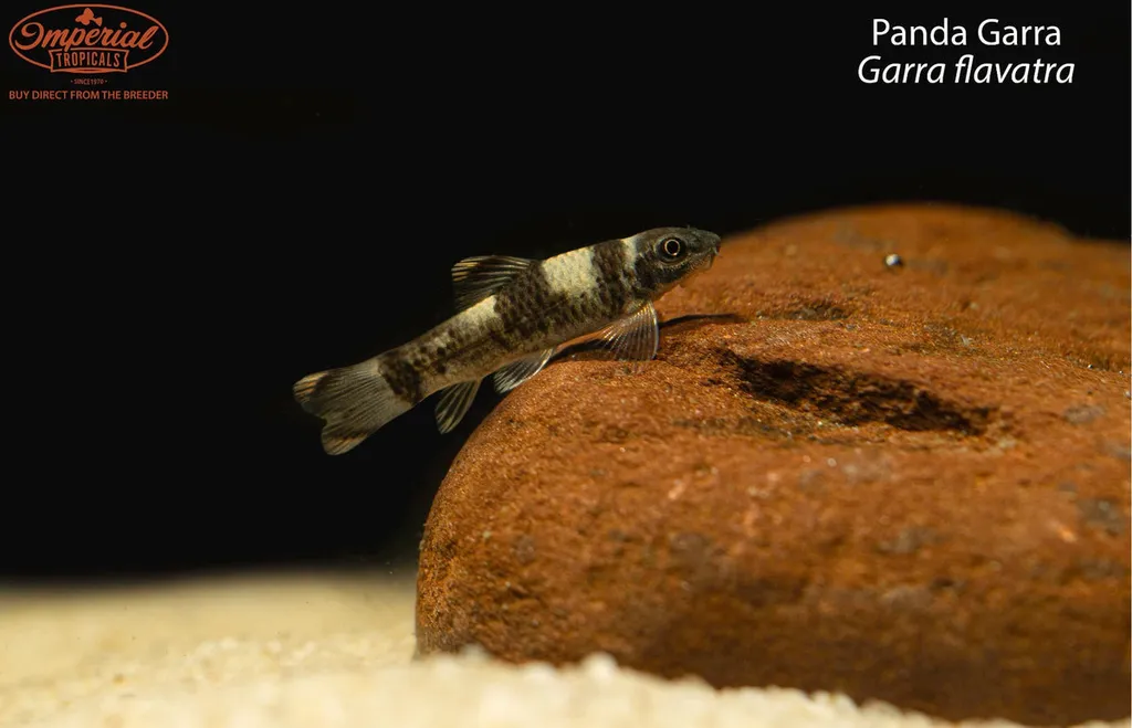 Panda garra (Garra flavatra)