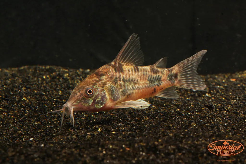 Peppered cory (Hoplisoma paleatum)