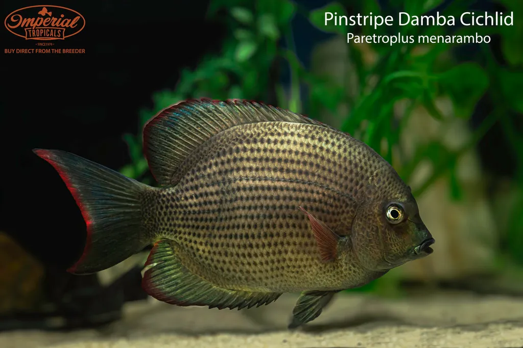 Pinstripe damba cichlid (Paretroplus menarambo)