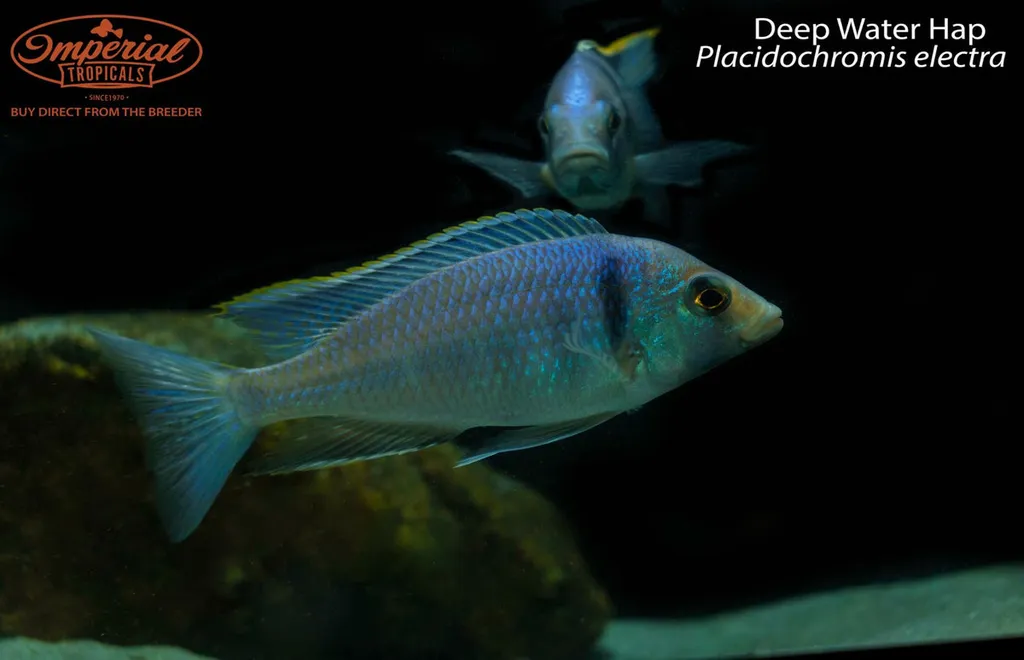Deepwater hap (Placidochromis electra)