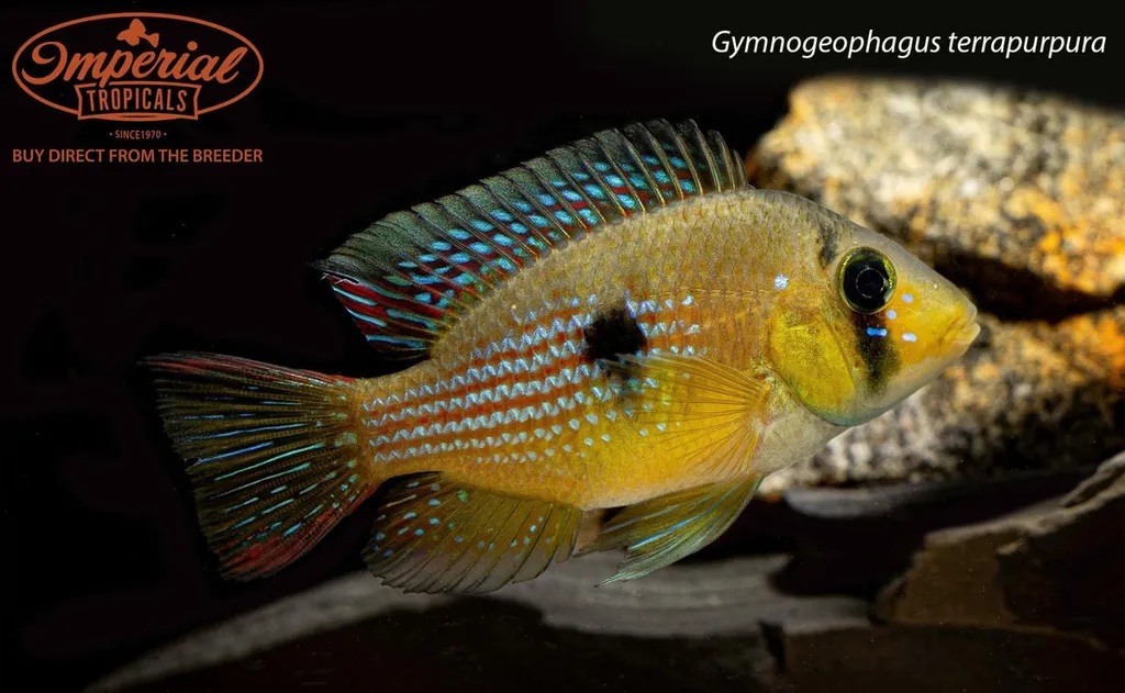 Purple earth eartheater (Gymnogeophagus terrapurpura)