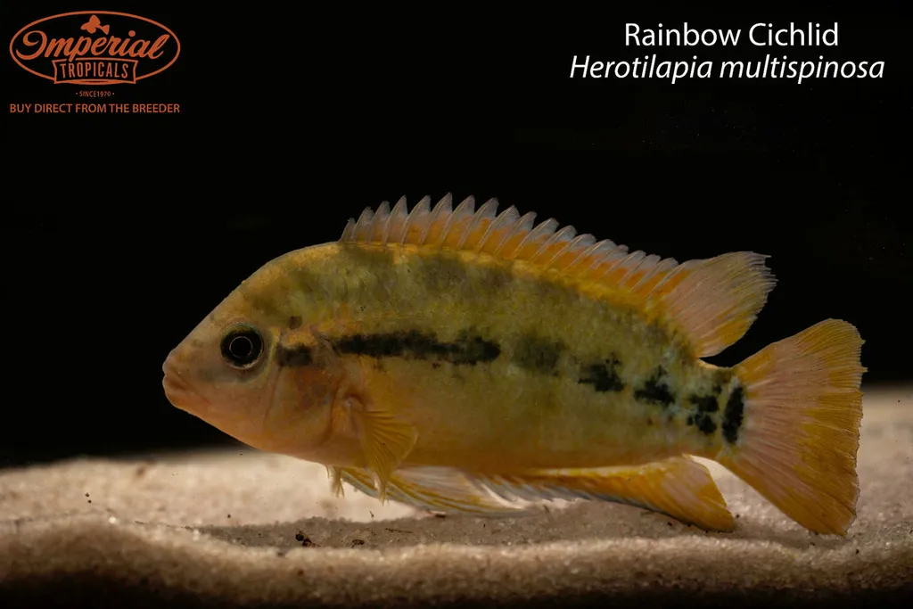Rainbow cichlid (Herotilapia multispinosa)