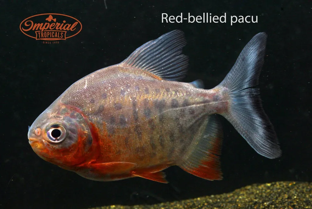 Red-bellied pacu (Piaractus brachypomus)