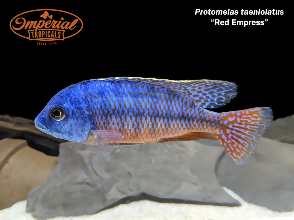 Red empress cichlid (Protomelas taeniolatus)