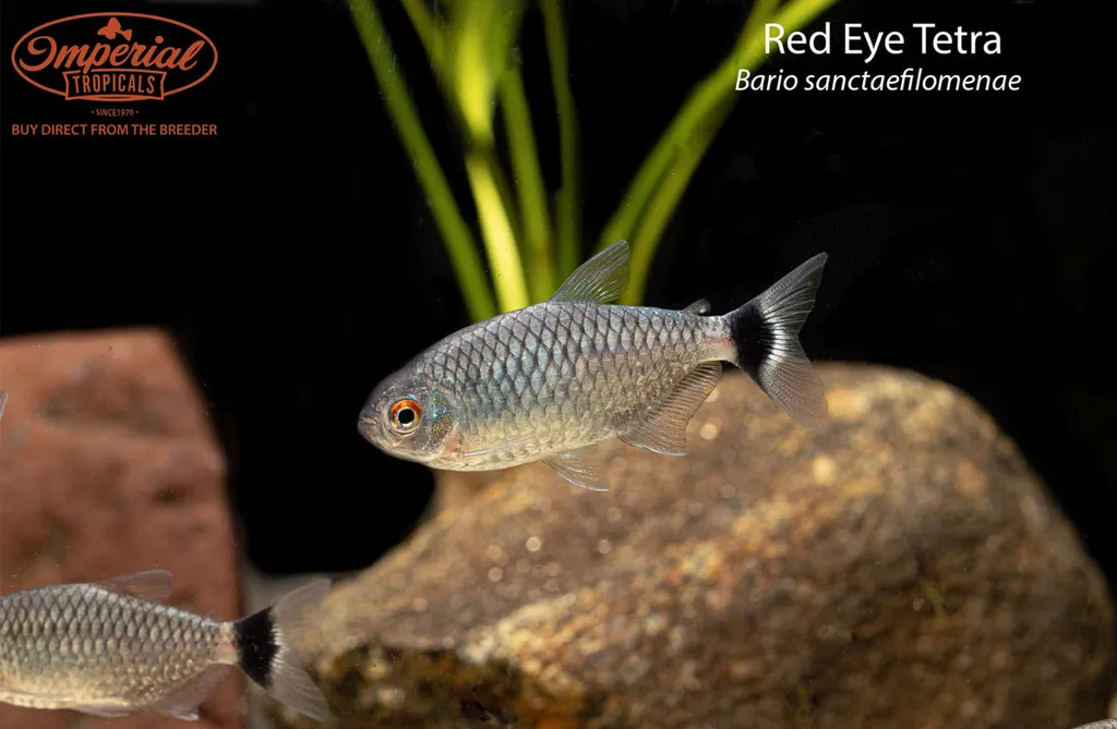 Red eye tetra (Moenkhausia sanctaefilomenae)