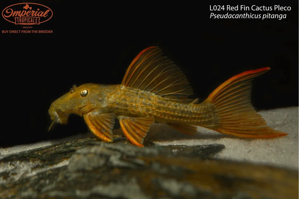 Red fin cactus pleco (Pseudacanthicus pitanga)