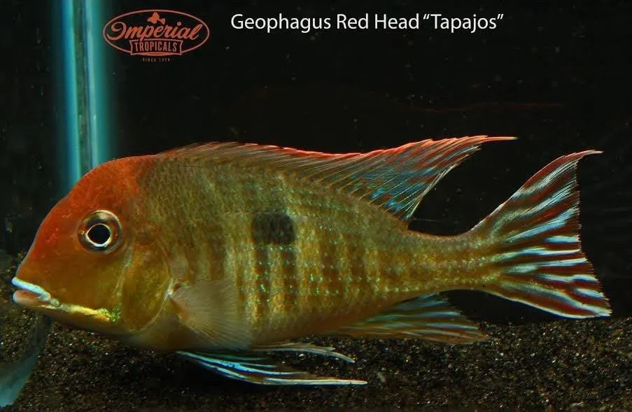 Red head Tapajos (Geophagus pyrocephalus)