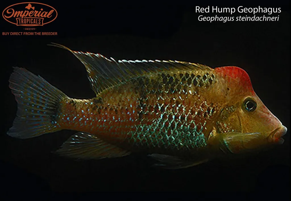Red hump eartheater (Geophagus steindachneri)