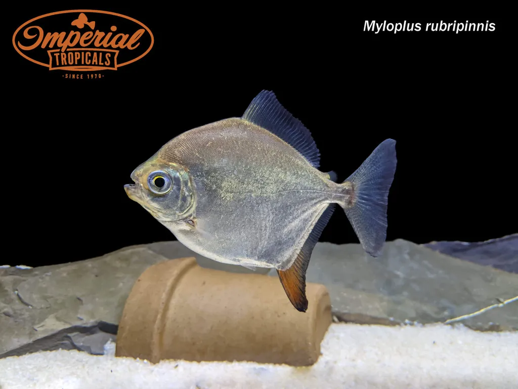 Redhook (Myloplus rubripinnis)