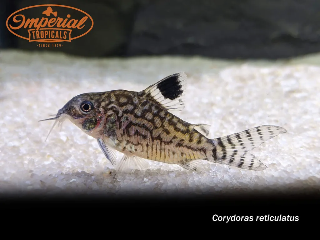 Reticulated cory (Brochis reticulata)