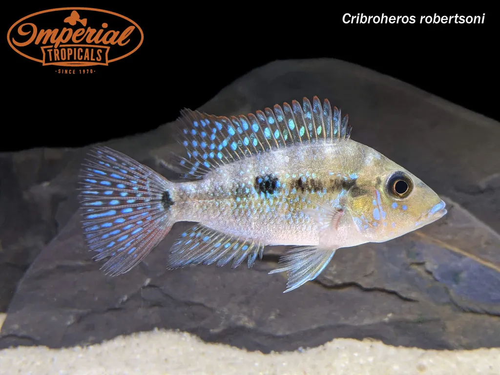 Robertson's cichlid (Cribroheros robertsoni)
