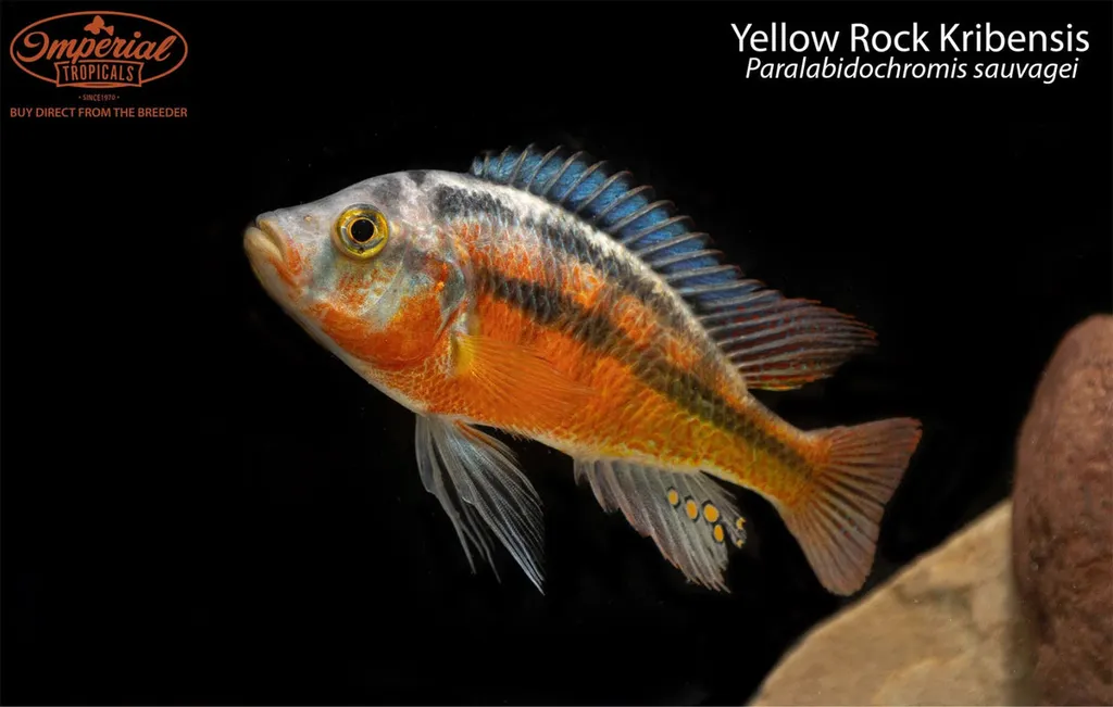 Rock kribensis (Paralabidochromis sauvagei)