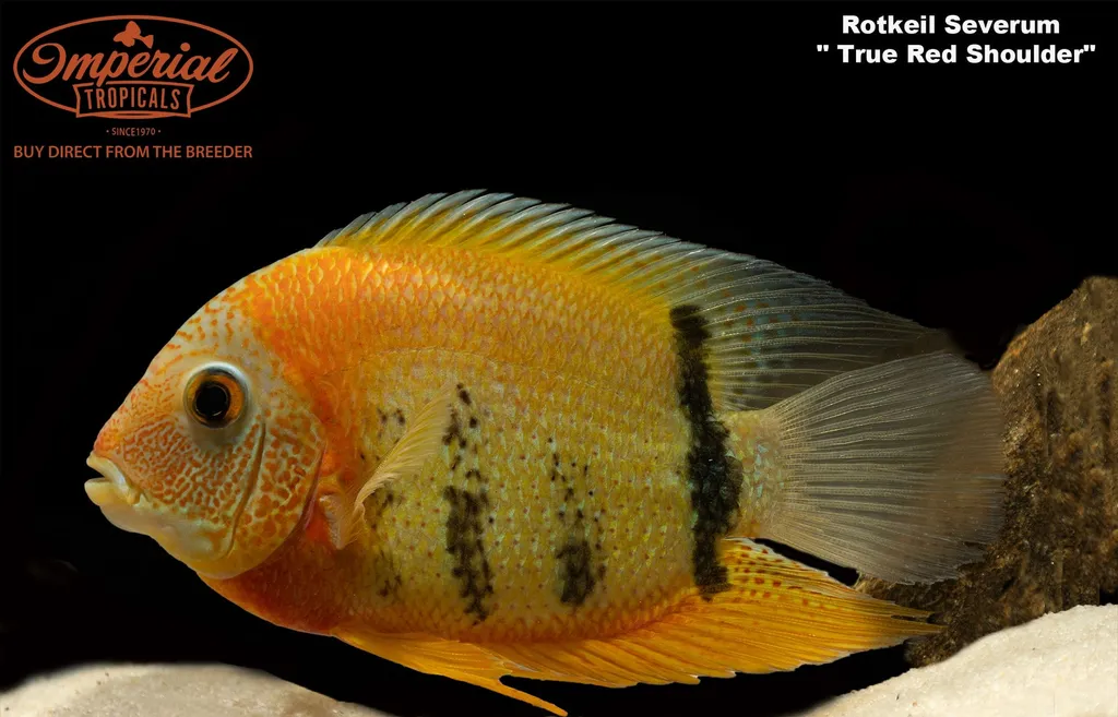Rotkeil severum (Heros efasciatus)