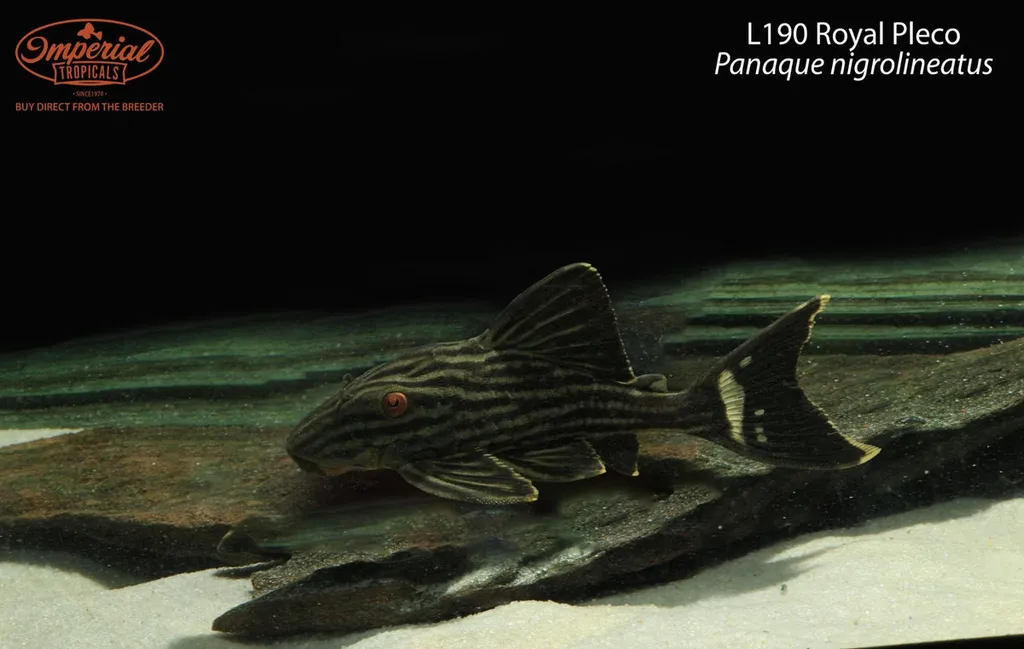 Royal pleco (Panaque nigrolineatus)