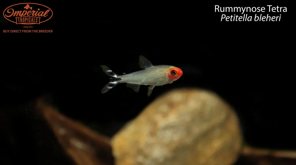 Rummynose tetra (Petitella bleheri)