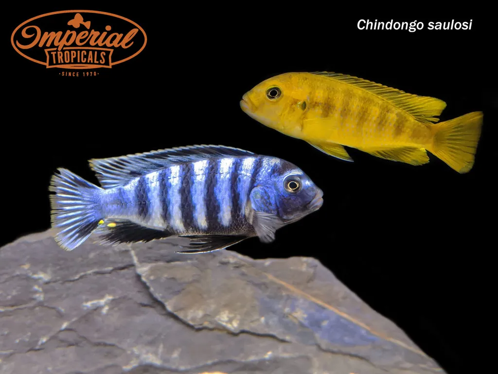 Saulosi mbuna (Chindongo saulosi)