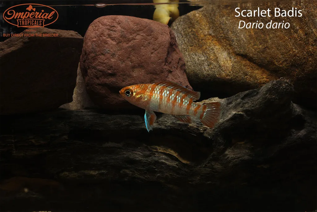 Scarlet badis (Dario dario)
