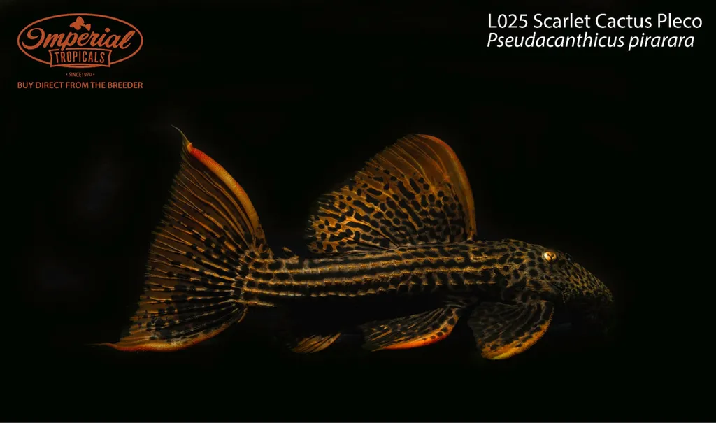 Scarlet cactus pleco (L025) (Pseudacanthicus pirarara)