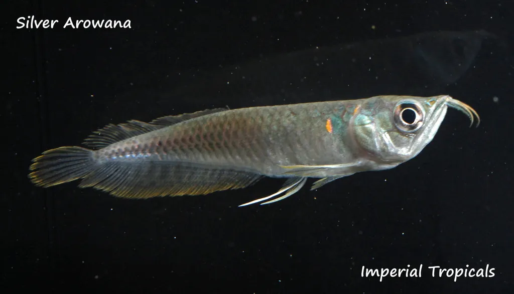 Silver arowana (Osteoglossum bicirrhosum)