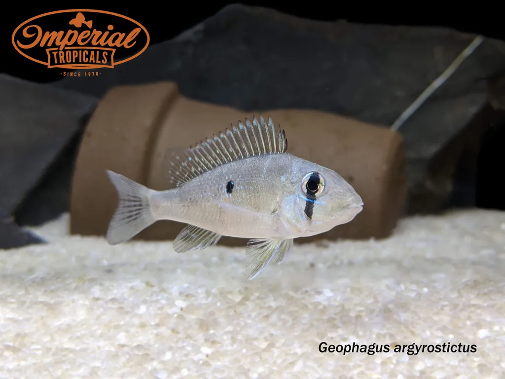 Silverspot eartheater (Geophagus argyrostictus)