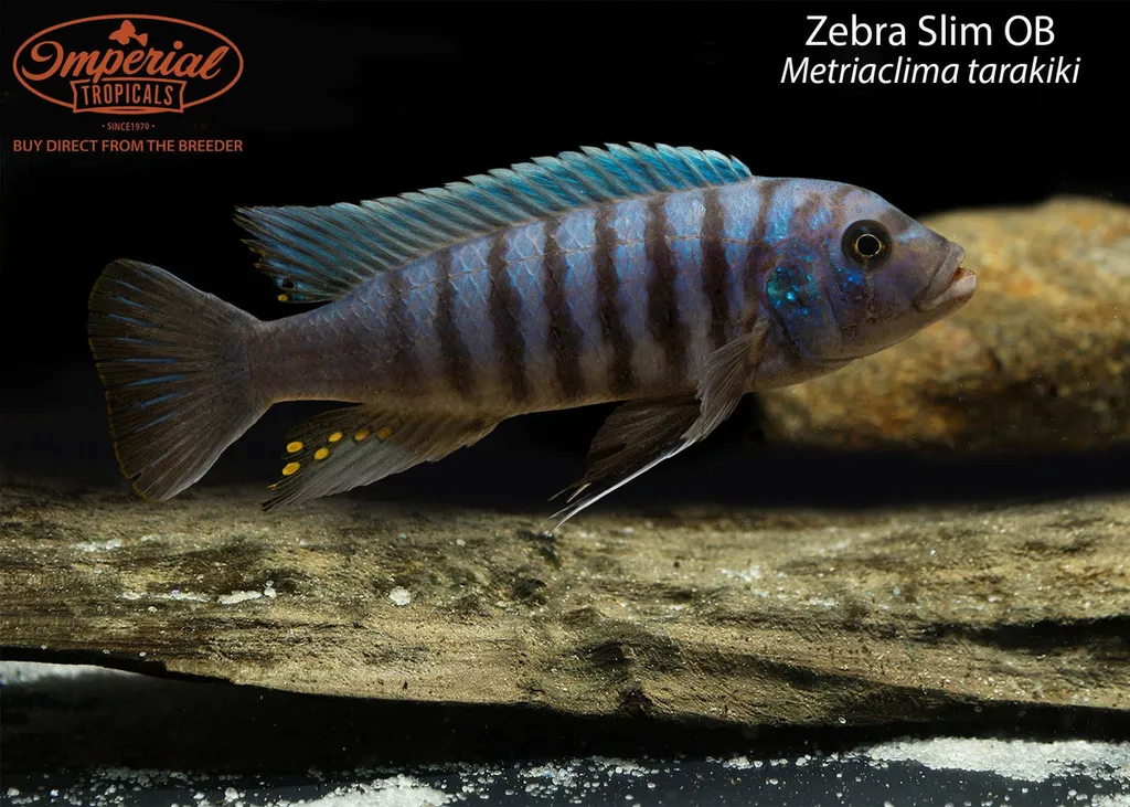 Slim zebra (Maylandia tarakiki)