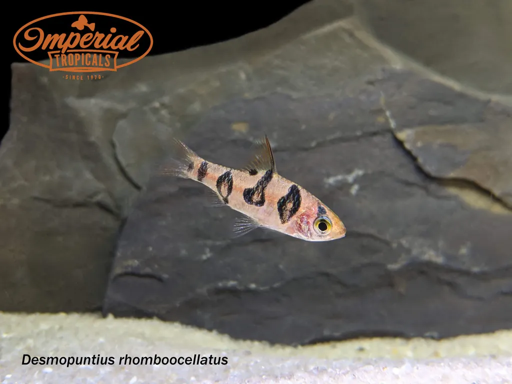 Snakeskin barb (Desmopuntius rhomboocellatus)