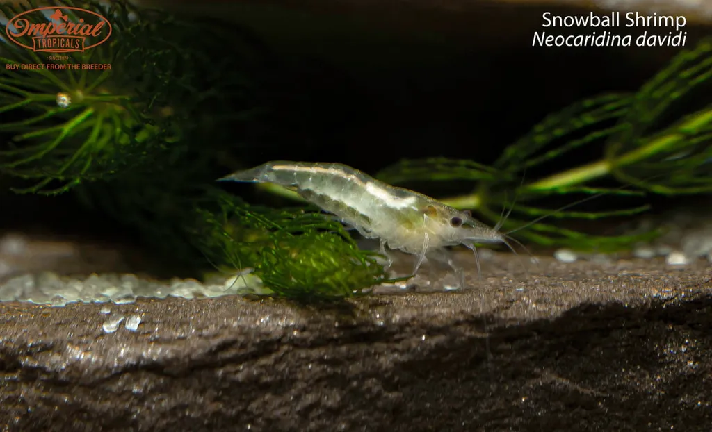 Snowball shrimp (Neocaridina davidi)