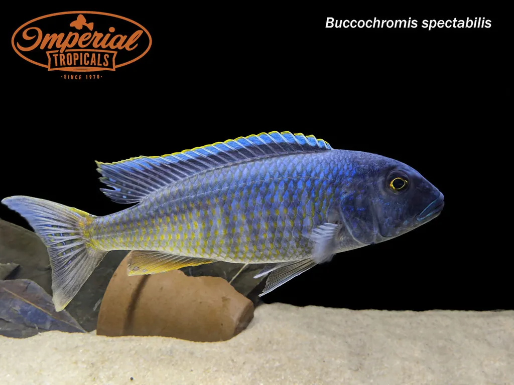Spectabilis hap (Buccochromis spectabilis)