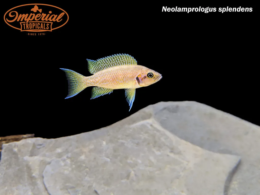Splendid lamprologus (Neolamprologus splendens)