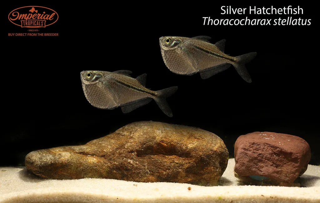 Spotfin hatchetfish (Thoracocharax stellatus)