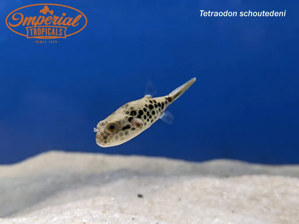Spotted Congo puffer (Tetraodon schoutedeni)