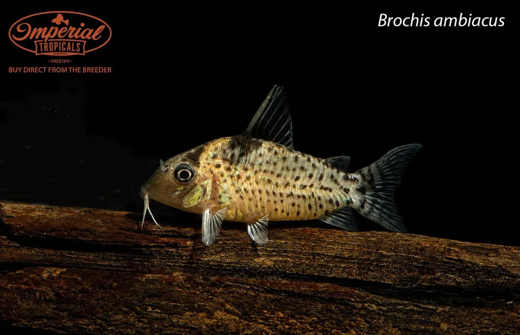 Spotted cory (Brochis ambiacus)