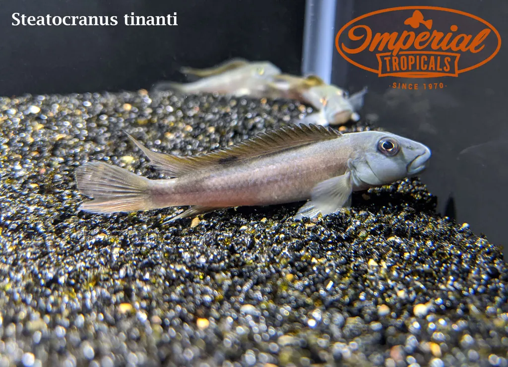 Slender buffalohead cichlid (Steatocranus tinanti)