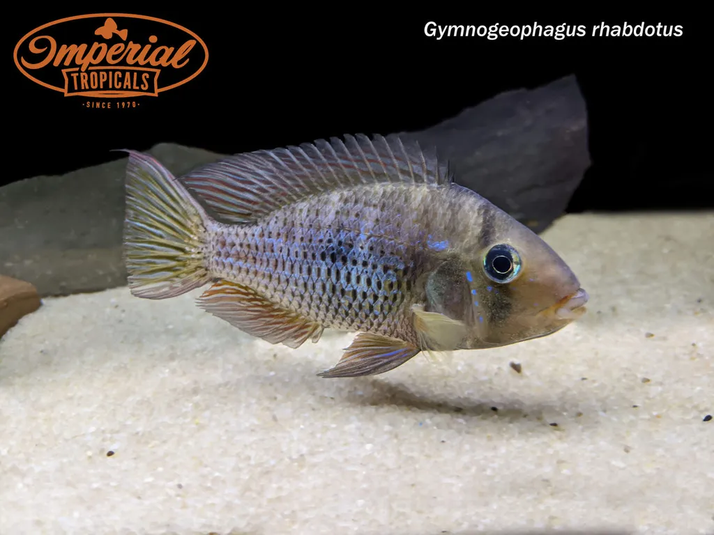 Stripefin eartheater (Gymnogeophagus rhabdotus)