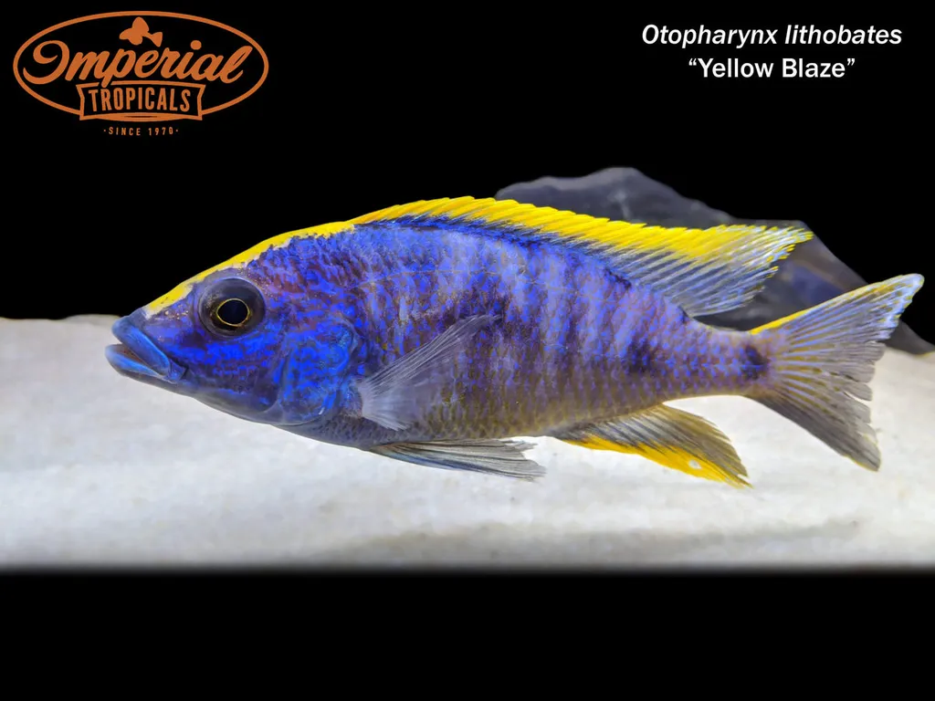 Sulphur-head hap (Otopharynx lithobates)