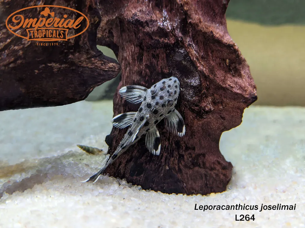 Sultan pleco (L264) (Leporacanthicus joselimai)