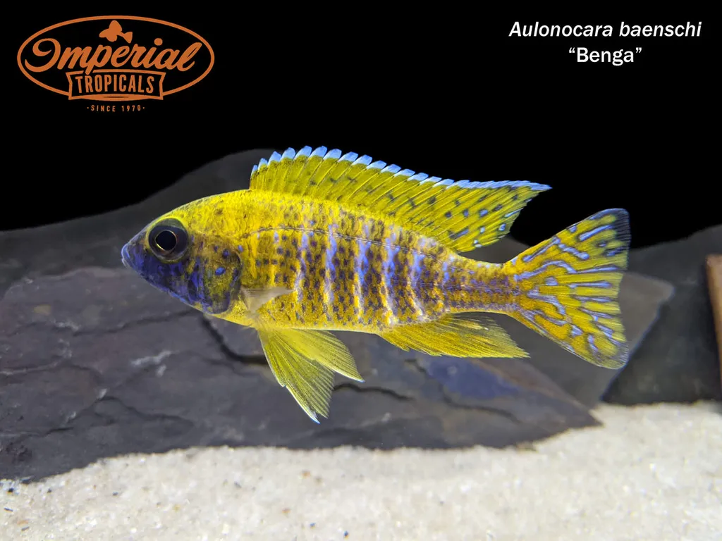 Sunshine peacock cichlid (Aulonocara baenschi)