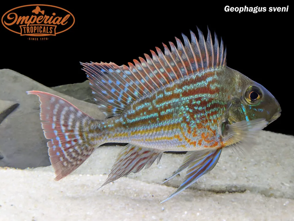 Sveni eartheater (Geophagus sveni)