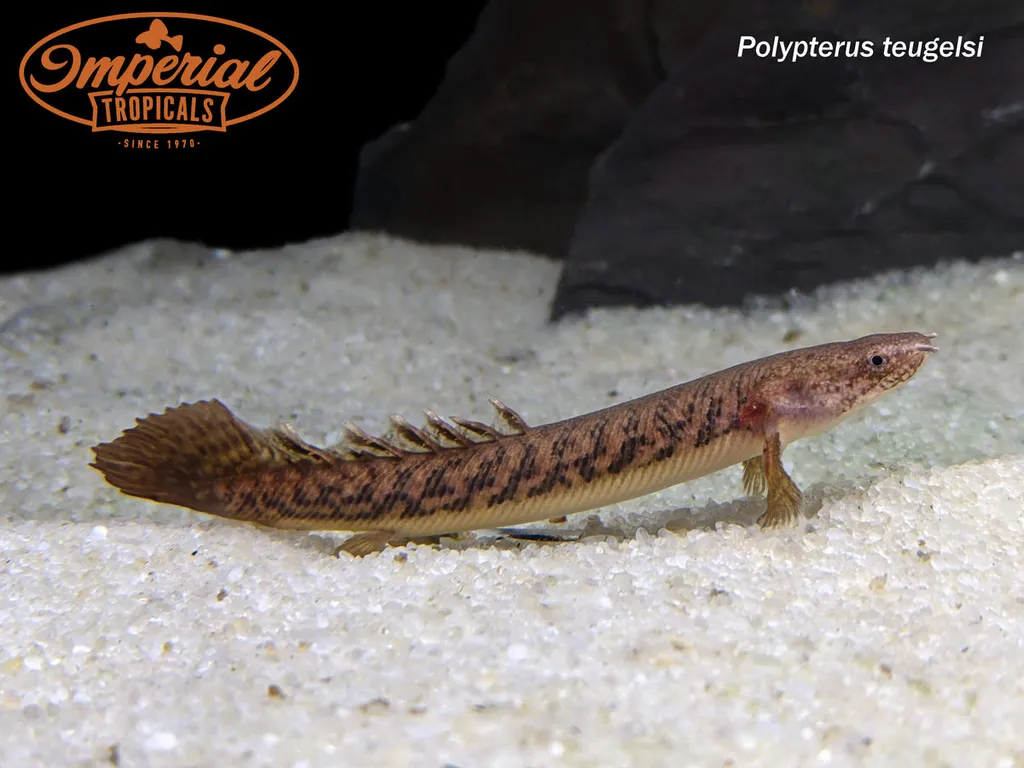 Teugels' bichir (Polypterus teugelsi)