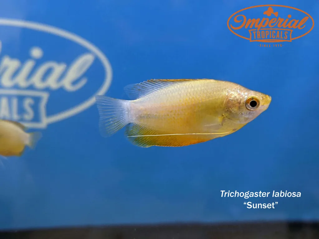 Thick-lipped gourami (Trichogaster labiosa)
