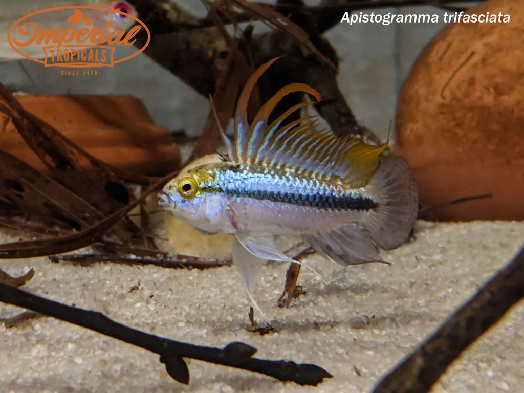 Three-stripe dwarf cichlid (Apistogramma trifasciata)