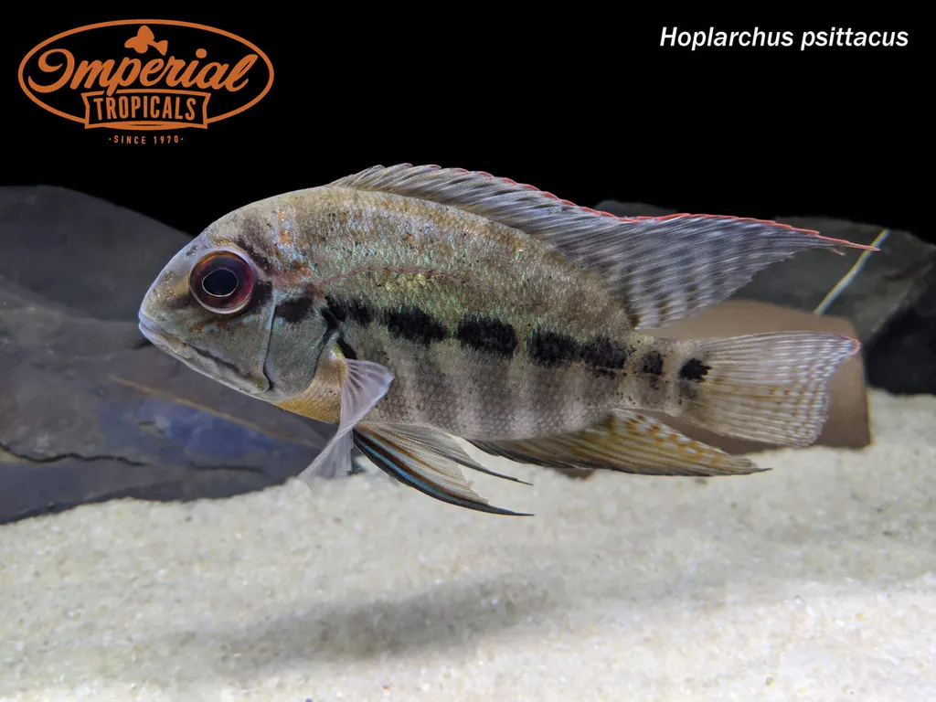 True parrot cichlid (Hoplarchus psittacus)