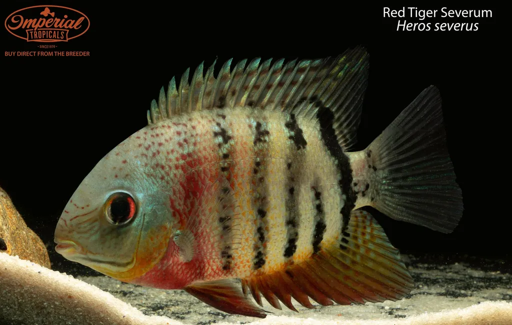 True severum (Heros severus)