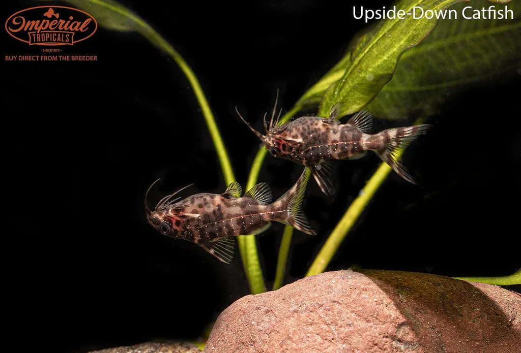 Upside-down catfish (Synodontis nigriventris)