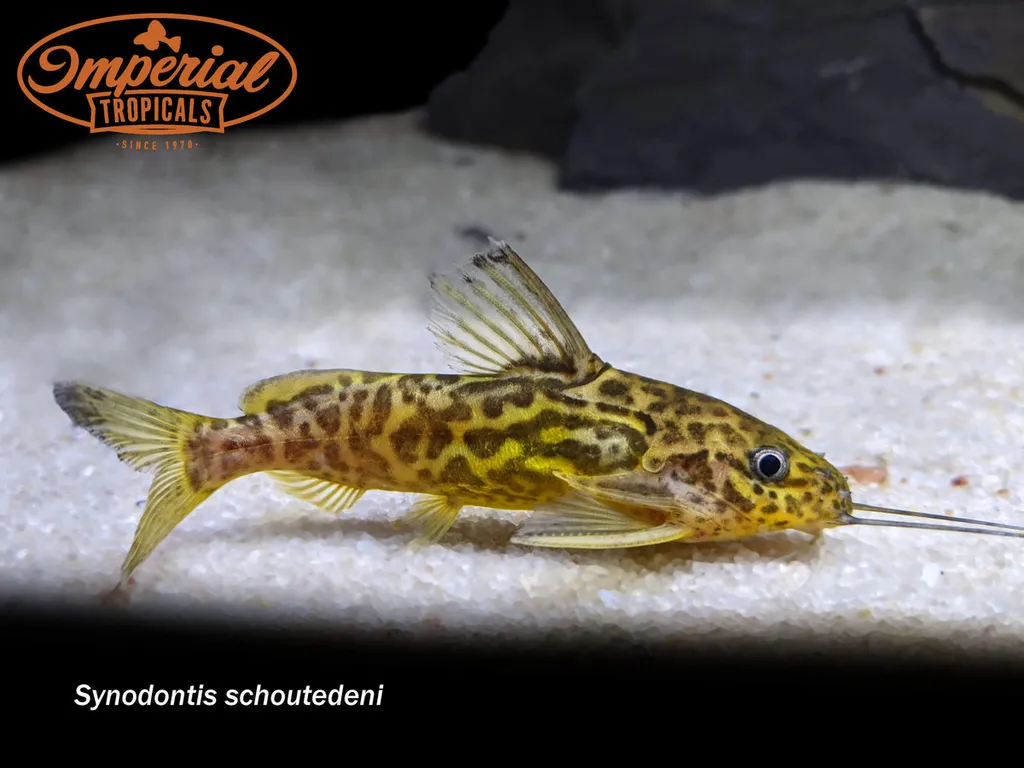 Vermiculated squeaker (Synodontis schoutedeni)